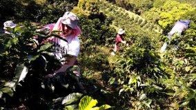 Tóth Sándor Costa Rica Bányai farm kávészüret