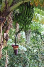 Jamaica Blue Mountain kávé banán