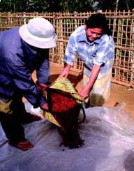 laoszi kávéfeldolgozás